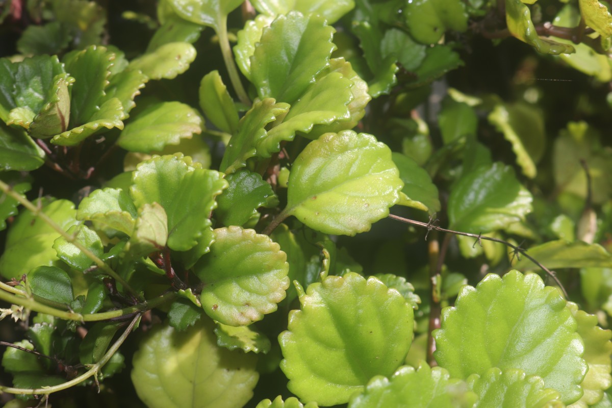 Plectranthus verticillatus (L.f.) Druce